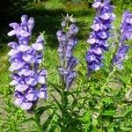 Scutellaria baicalensis Flor