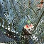 Encephalartos lehmannii Fruto