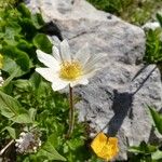 Anemone baldensis Blomst