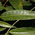 Mabea montana Leaf