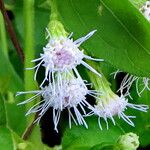 Conoclinium coelestinum Flower