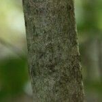 Coffea mauritiana Bark