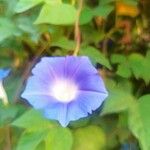 Ipomoea hederaceaBlüte