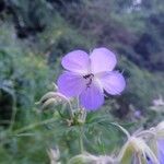 Geranium pratenseVirág