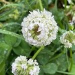 Trifolium nigrescens Цветок