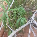 Brickellia longifolia Rusk