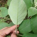 Solanum erianthum Hoja