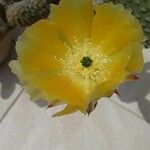 Opuntia microdasysFlower