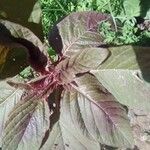 Amaranthus tricolorपत्ता