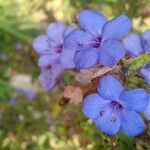 Eranthemum pulchellum Λουλούδι