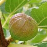 Ficus carica Фрукт