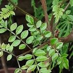 Jacaranda mimosifolia Листок