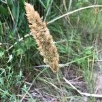 Calamagrostis epigejosFrukt