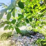 Ulmus parvifolia ᱥᱟᱠᱟᱢ