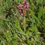 Anacamptis coriophora Tervik taim