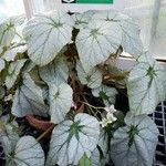 Begonia hirtella 整株植物