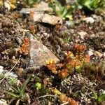 Sedum alpestre Blad