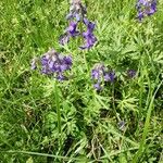 Delphinium tricorne ফুল