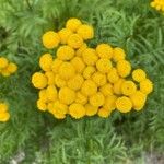 Tanacetum vulgareKvět