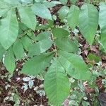 Carya tomentosa Folha