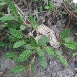 Dryas octopetala Leaf
