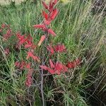 Aloe secundiflora Bleunienn
