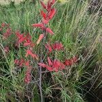 Aloe secundiflora Blomst