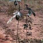 Cecropia obtusa Costuma