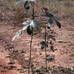 Cecropia obtusa Habit