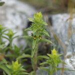 Sideritis montana 花