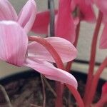 Cyclamen persicumফুল