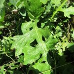 Acanthus hungaricus Frunză