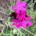 Dianthus carthusianorumFlor