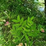 Lathyrus niger Цветок