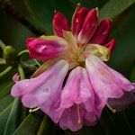 Rhododendron × geraldii Flower