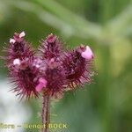 Turgenia latifolia Blomst