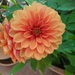 Dahlia pinnataLeaf