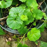 Viola banksii Leaf