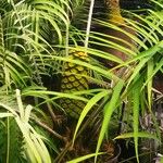 Encephalartos villosus Fruto