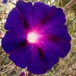 Ipomoea purpurea Květ