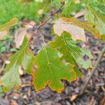 Quercus acerifolia পাতা