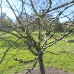 Chionanthus virginicus Bark