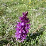 Orchis mascula Koor