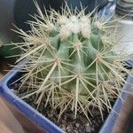 Echinocactus grusonii Агульны выгляд