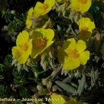 Helianthemum syriacum Flor