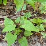 Mikania scandens Leaf