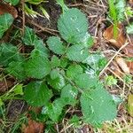 Rubus vestitus Habitatea