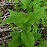 Mertensia paniculata Leaf