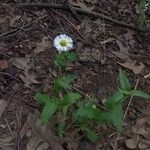 Erigeron philadelphicus Çiçek