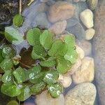 Salvinia natans Leaf